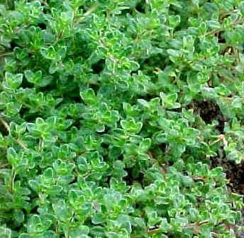 This thyme looks tempting