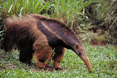 Anteater