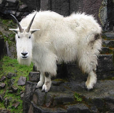 Wrong Mountain Goat. But, it is pretty cute